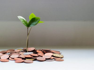 plant, growing from money